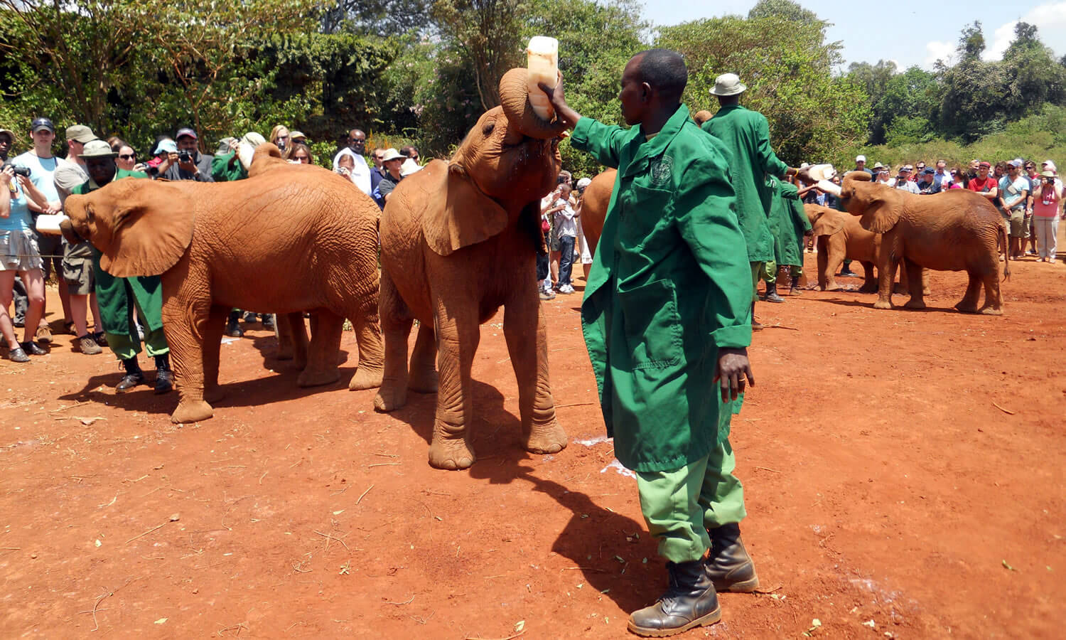 Daphne Sheldrick Orphanage