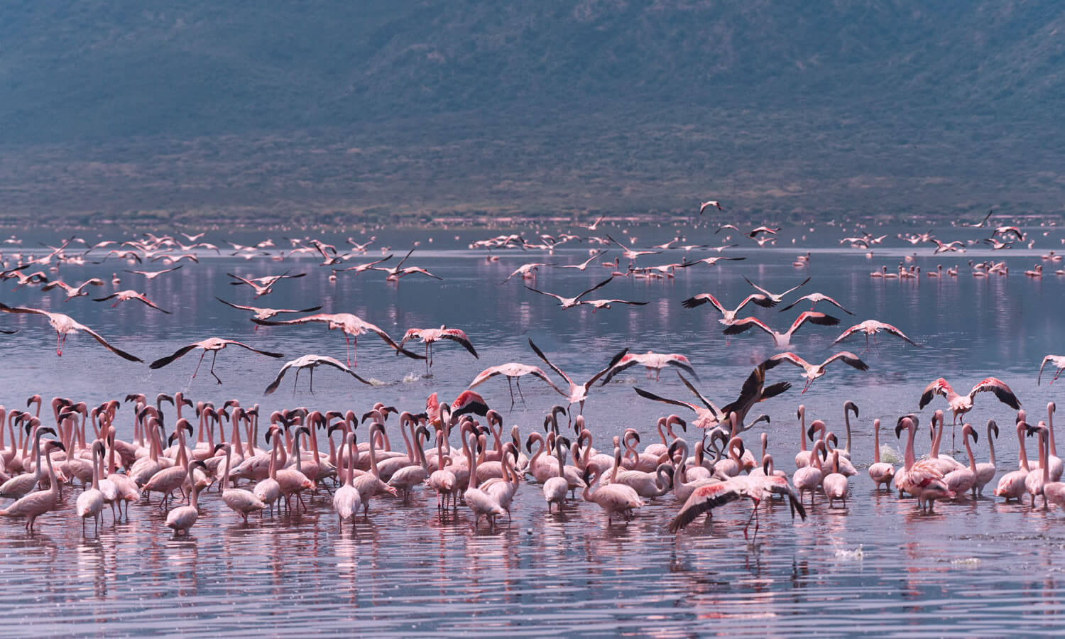 Flamingo Experience