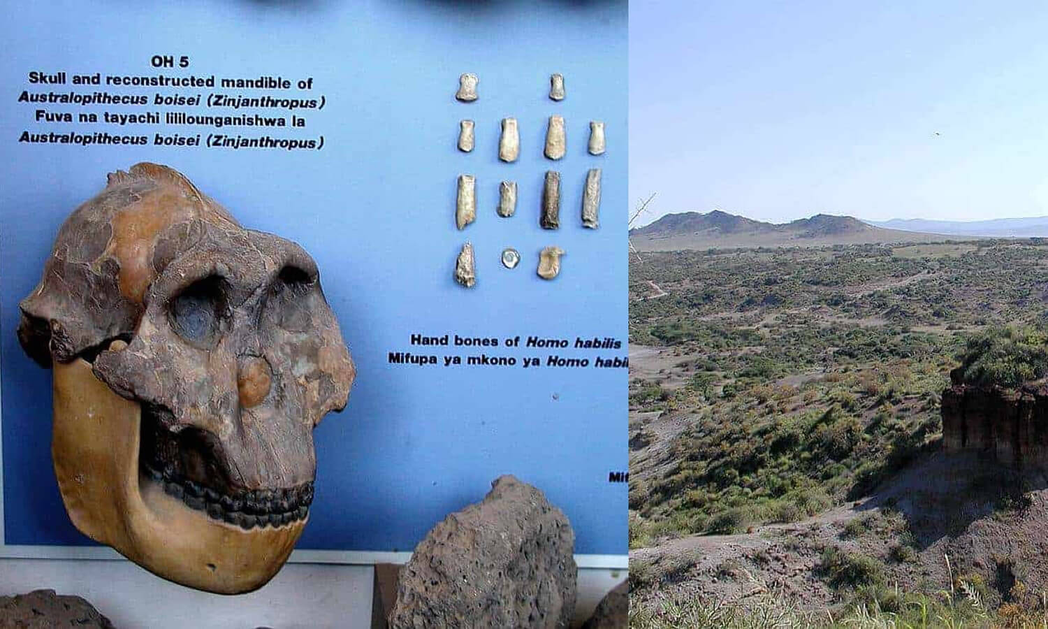 L. Manyara / Ngorongoro / Olduvai Gorge