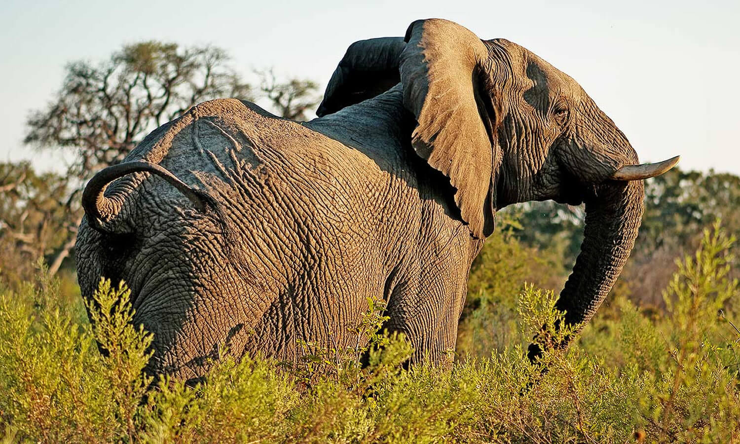 L. Manyara / Ngorongoro / Serengeti