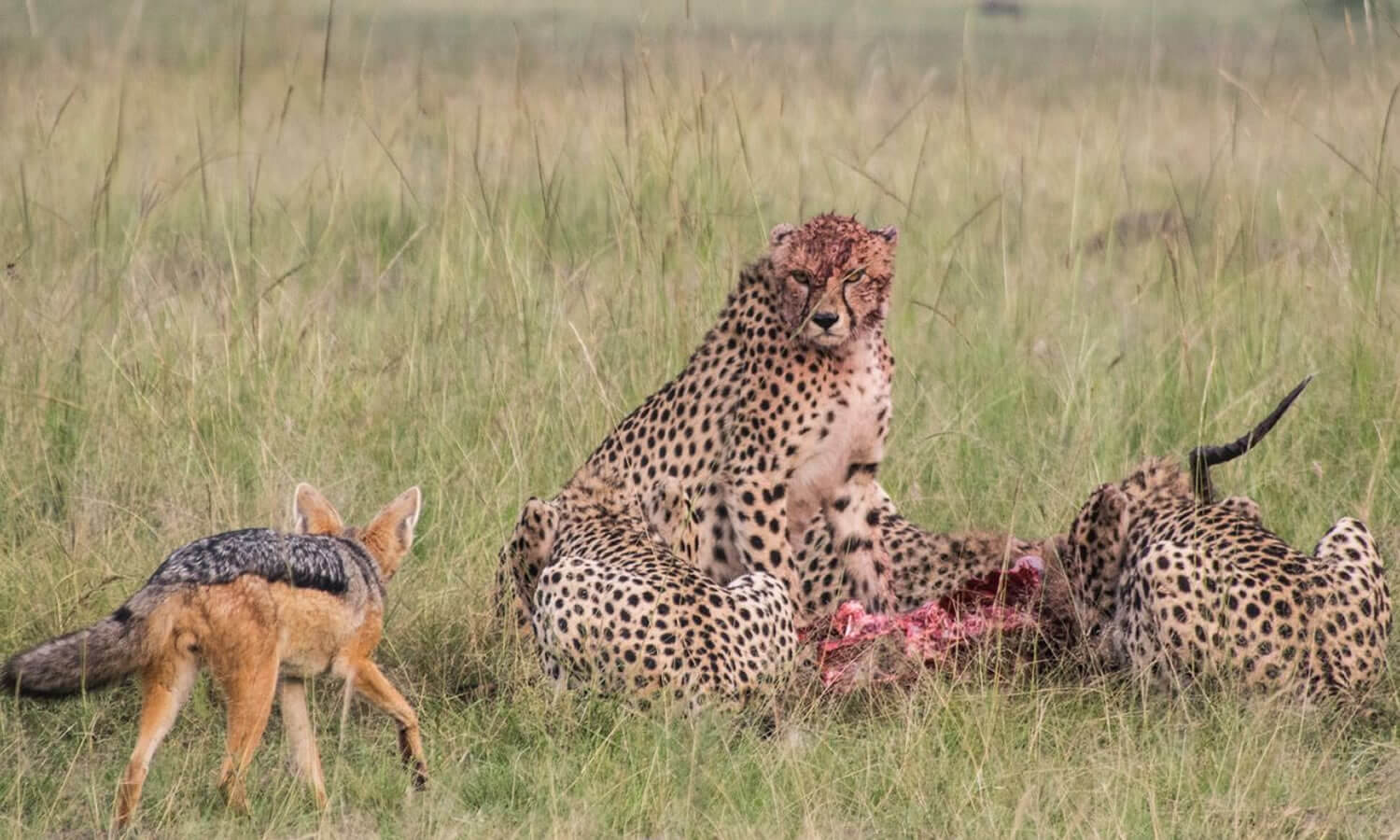 Lake Manyara / Ngorongoro / Tarangire