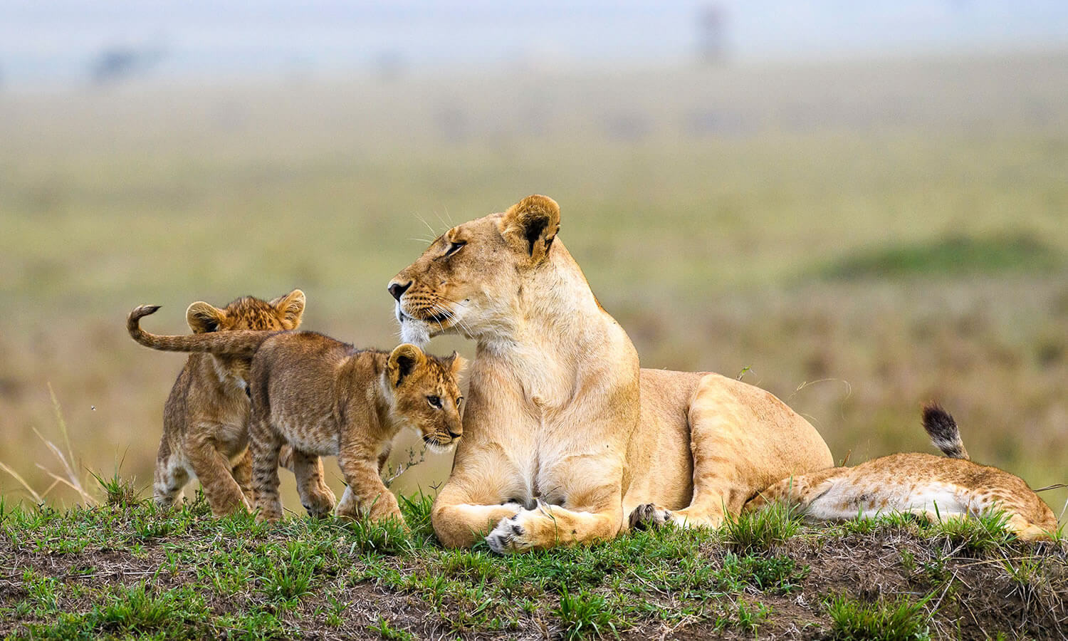 Masai Mara