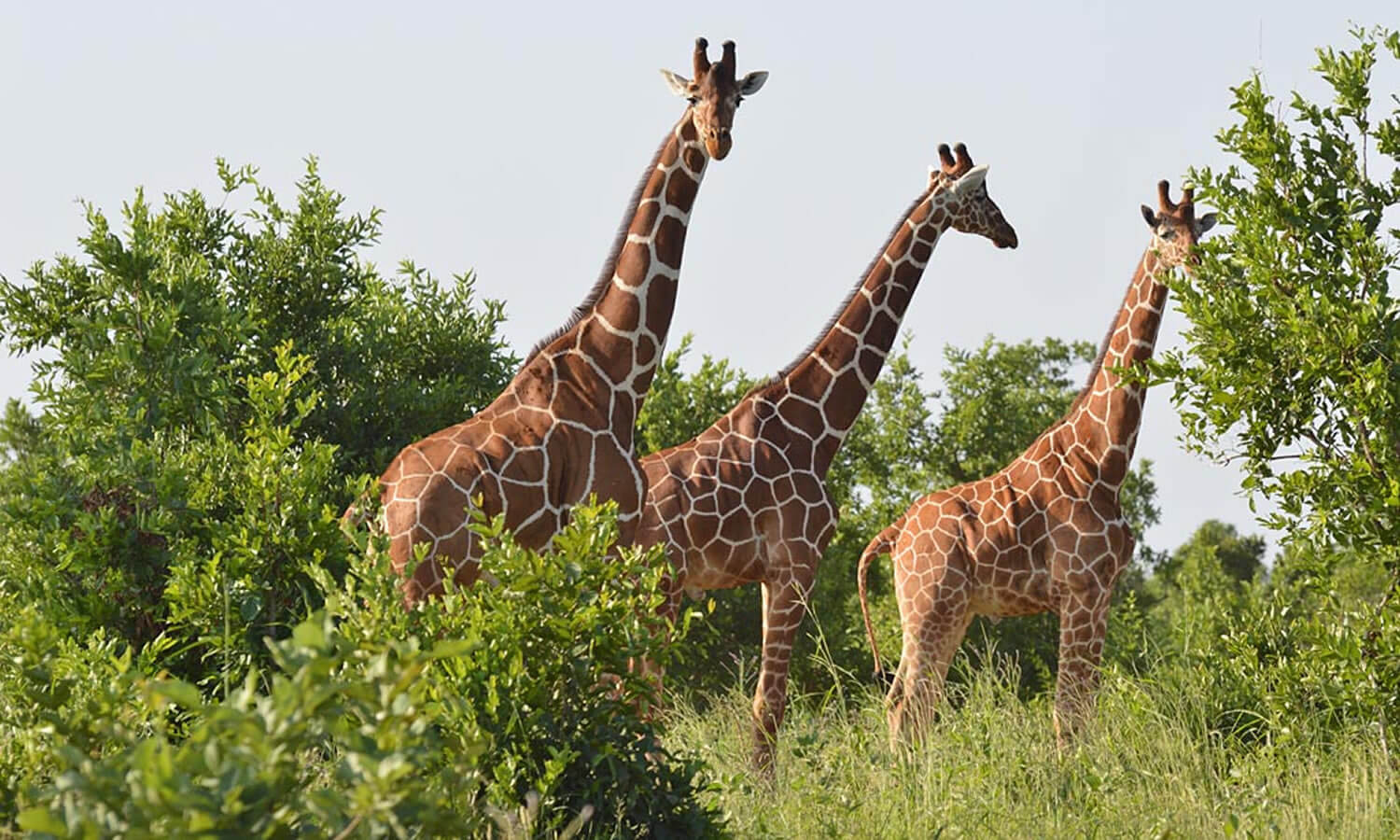 Meru National Park