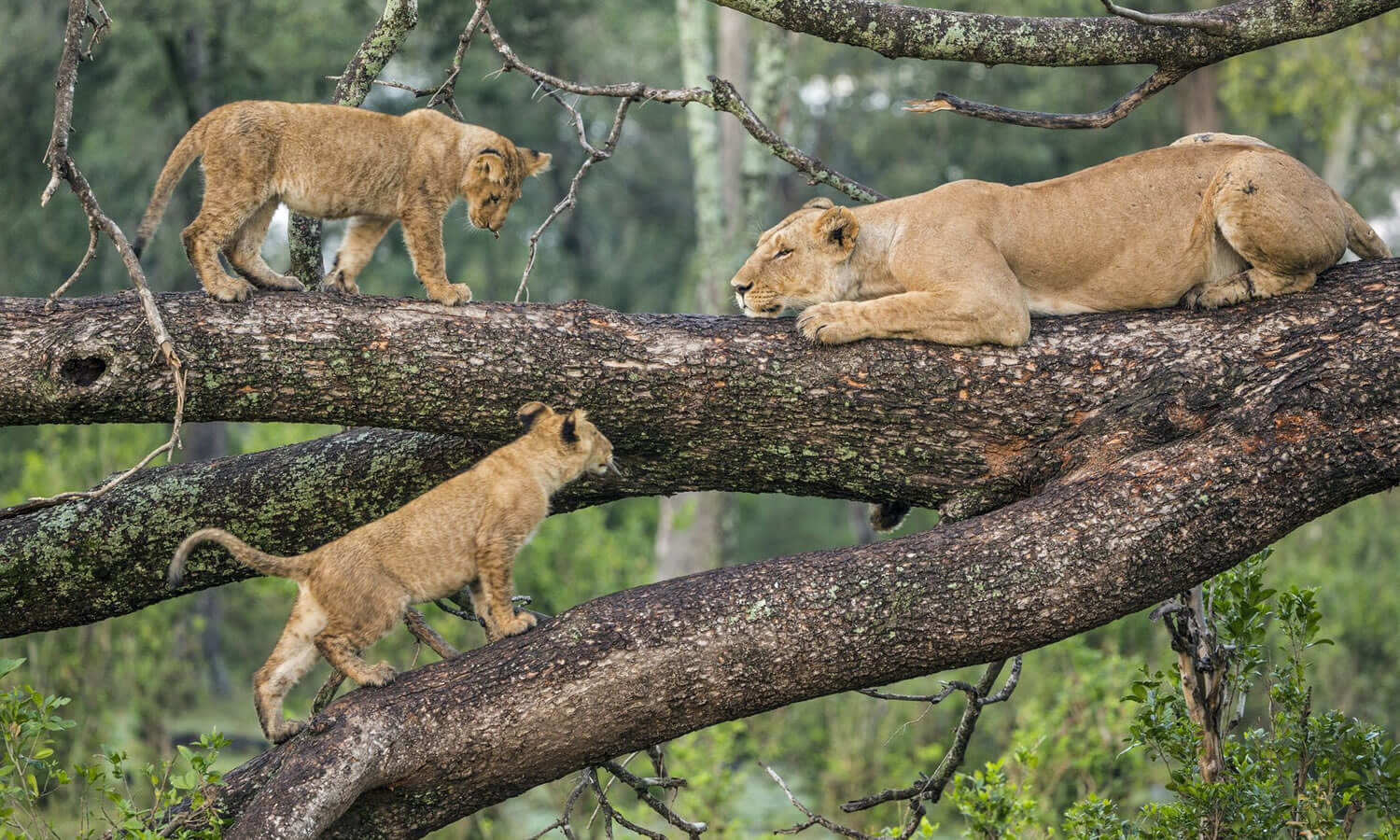 4 Days | Lake Manyara, Ngorongoro Crater, Tarangire