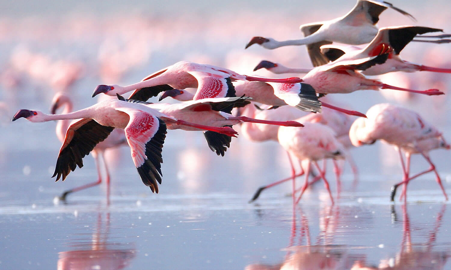 5 Days | Lake Manyara, Ngorongoro, Tarangire