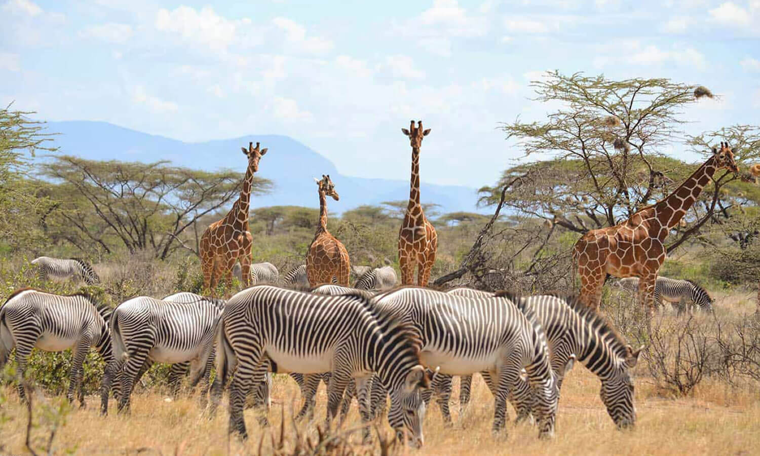 Samburu Game Reserve