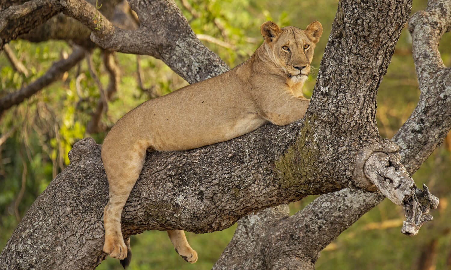 Tarangire / Manyara / Ngorongoro