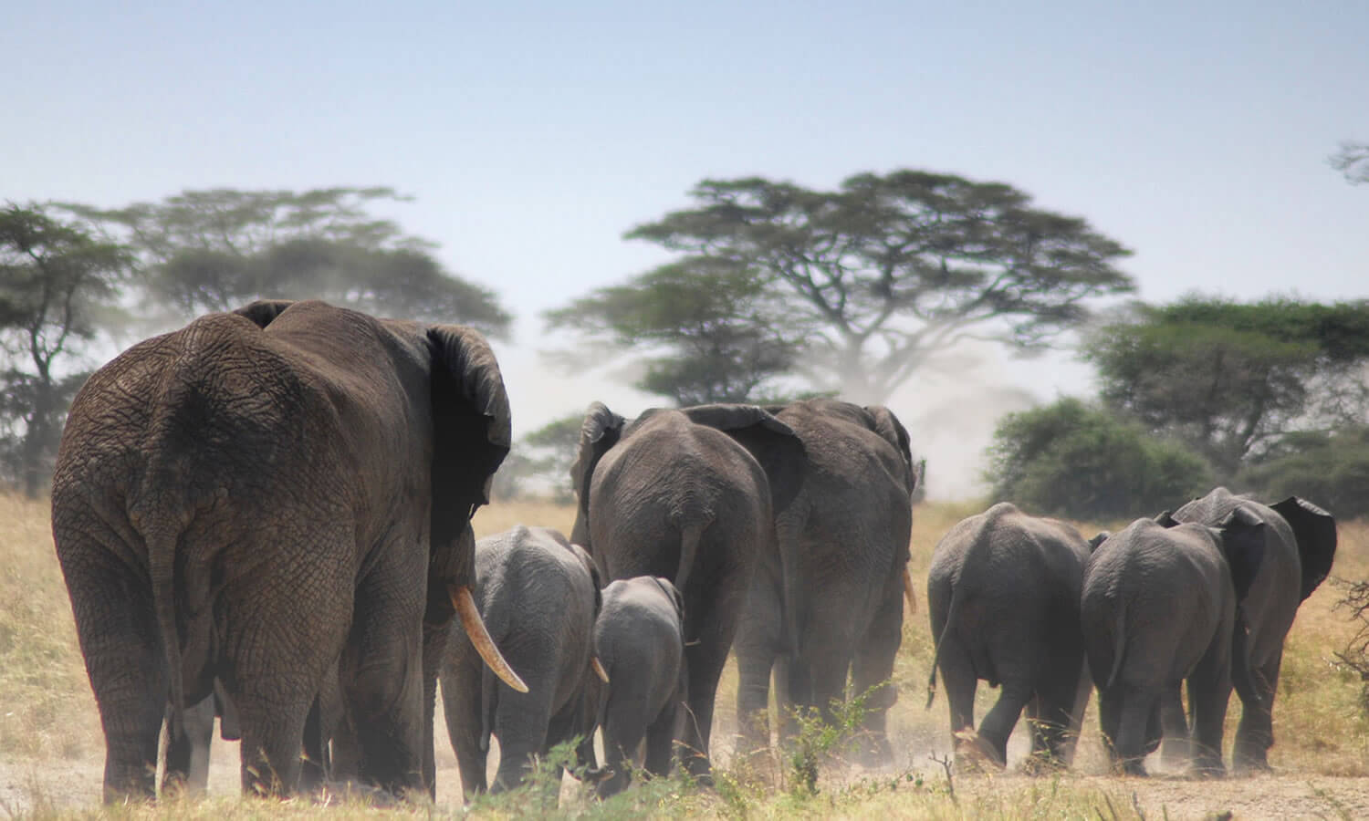 4 Days | Three Nights Tsavo East /Amboseli & Tsavo West National Park