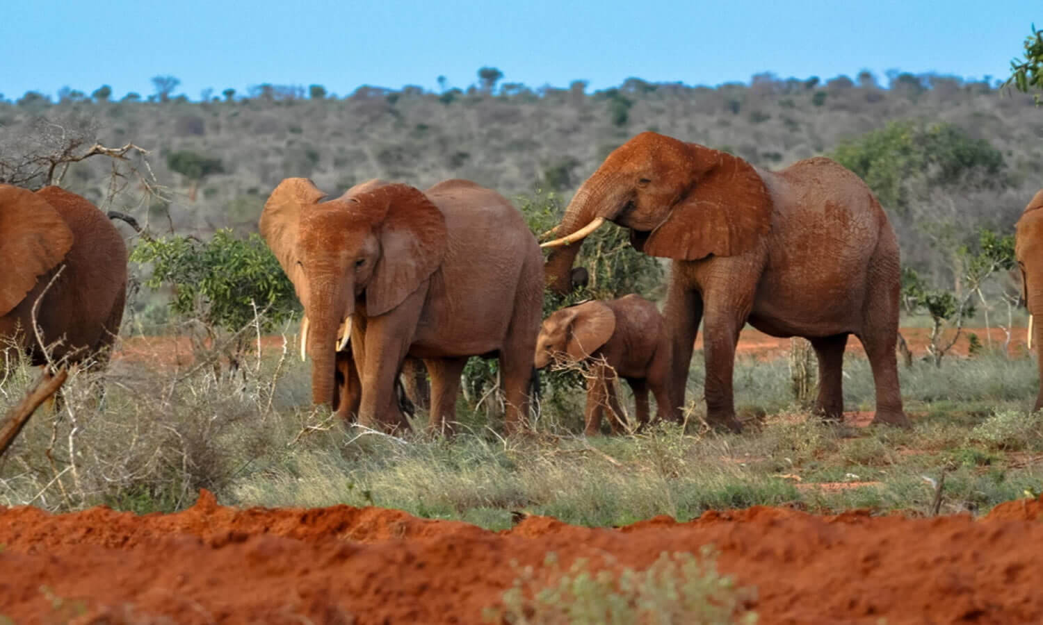 Tsavo West National Park